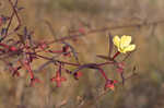 Mexican primrose-willow